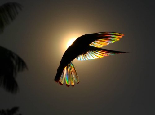 Крылатая призма: фотограф запечатлел колибри с радужными крыльями (9 фото)
