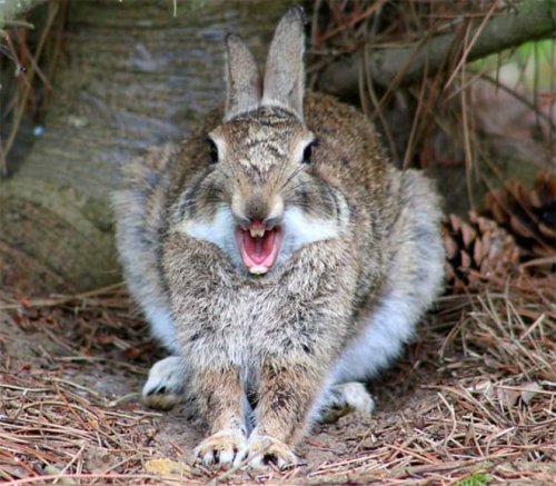 Зевающие кролики — зрелище не для слабонервных (23 фото)