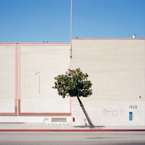 Фотограф гуляет по улицам Лос-Анджелеса, запечатлевая на плёнку самые необычно растущие деревья и кустарники (13 фото)