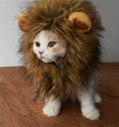 Когда ты няшный котик, но хочется побыть грозным львом (21 фото)