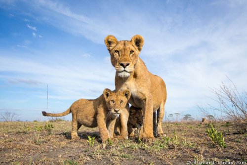 Фотограф изобрёл радиоуправляемый фотовнедорожник, чтобы фотографировать диких животных Африки с максимально близкого расстояния (21 фото)