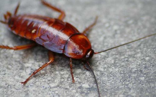 Отвратительные, но интересные факты о тараканах