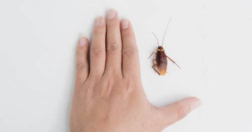 Отвратительные, но интересные факты о тараканах