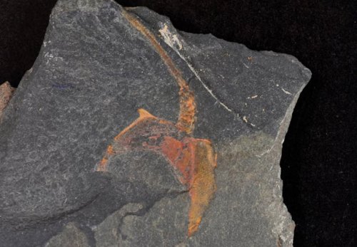 ТОП-10: Удивительные окаменелости, обнаруженные в пустыне Сахара