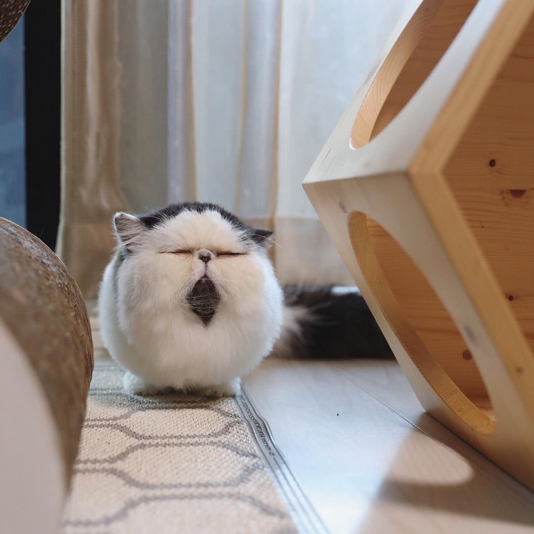 Японский кот зуу