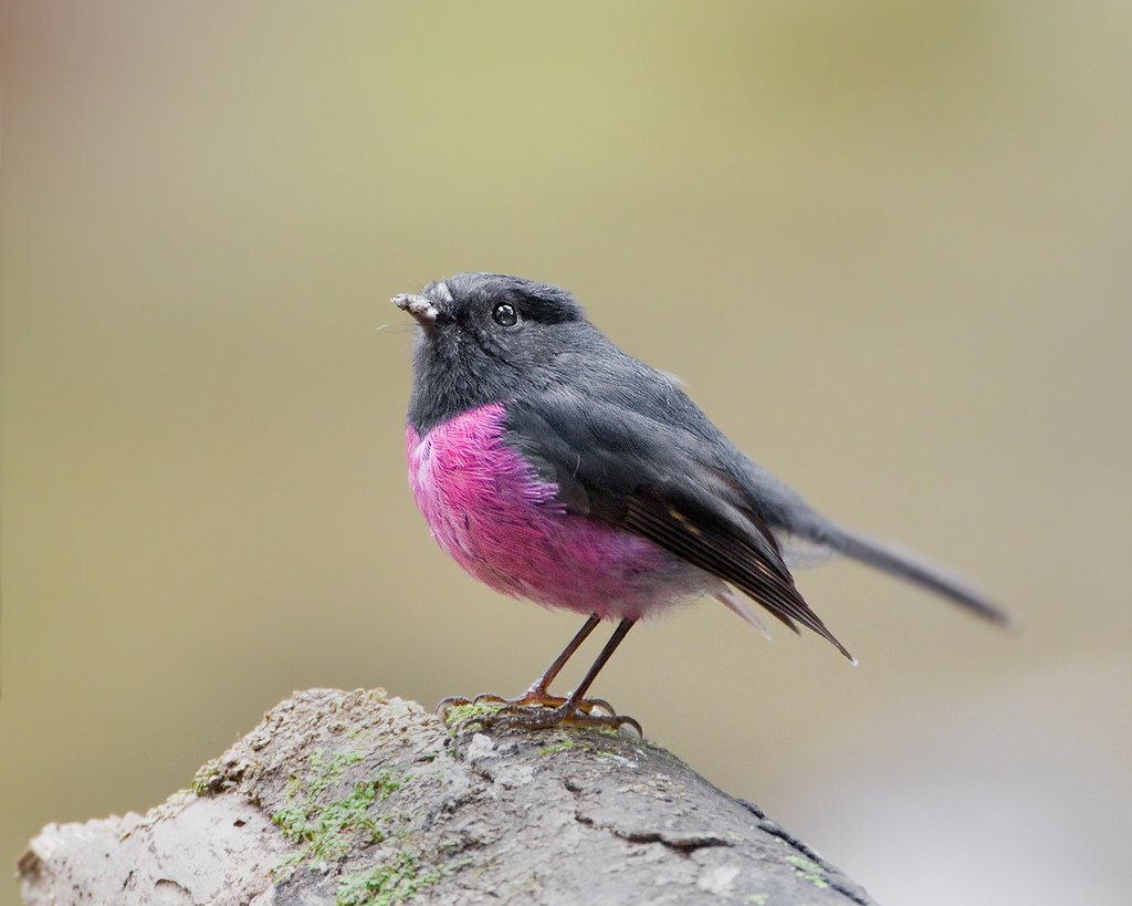 Серая птица с розовой грудкой название фото