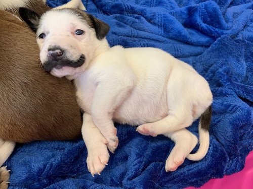 В далласском приюте для животных родился очаровательный щенок Сальвадор Долли с притягательными усами (12 фото)