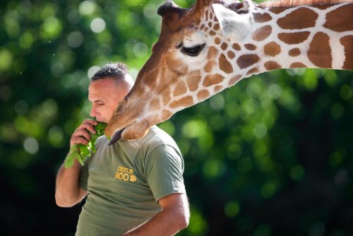 Особая связь между смотрителем македонского зоопарка и жирафами, обитающими в нём (10 фото)