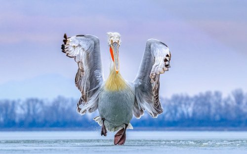 Победители фотоконкурса Bird Photographer of the Year 2019 (20 фото)