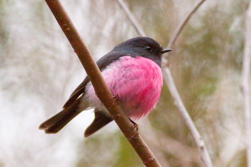 Розовая малиновка: Прекрасная розовогрудая птица (8 фото + видео)