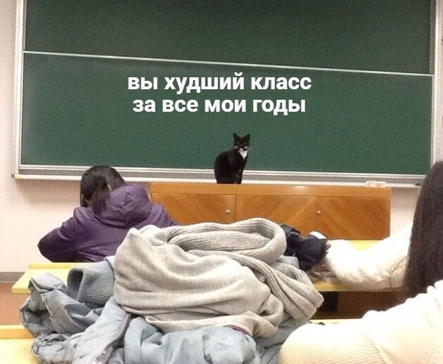 Фото кота учителя