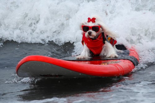 Соревнования по сёрфингу среди собак Top Surf Dog 2019 в Калифорнии (15 фото)