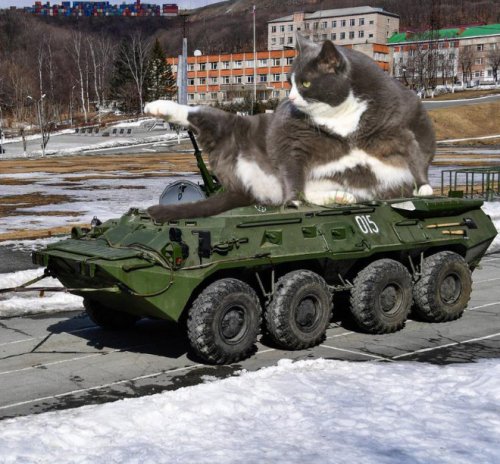 Смешные фотки котов, решивших завоевать мир