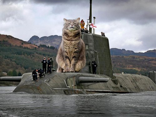 Смешные фотки котов, решивших завоевать мир