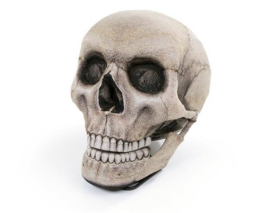 Непростой череп (6 фото)