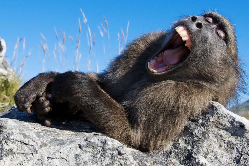 Потешные фотки животных, обожающих зевать