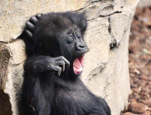 Забавні фотки тварин, які обожнюють позіхати