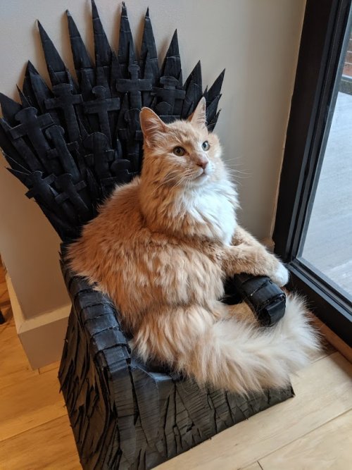 Американец сделал для своего кота «Железный трон»