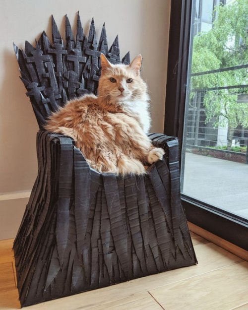 Американець зробив для свого кота "Залізний трон"