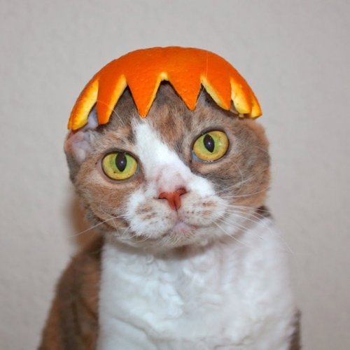 Забавные фотки котов, примеривших «шапки»