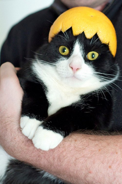 Смішні фотки котів, що приміряли «шапки»