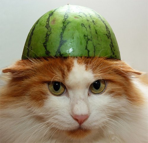 Смішні фотки котів, що приміряли «шапки»