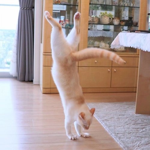 Танцюючий кіт став зіркою мемів