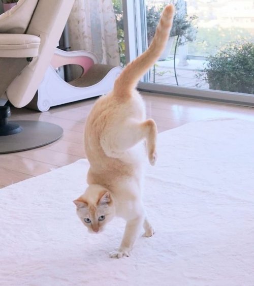Танцующий кот стал звездой мемов