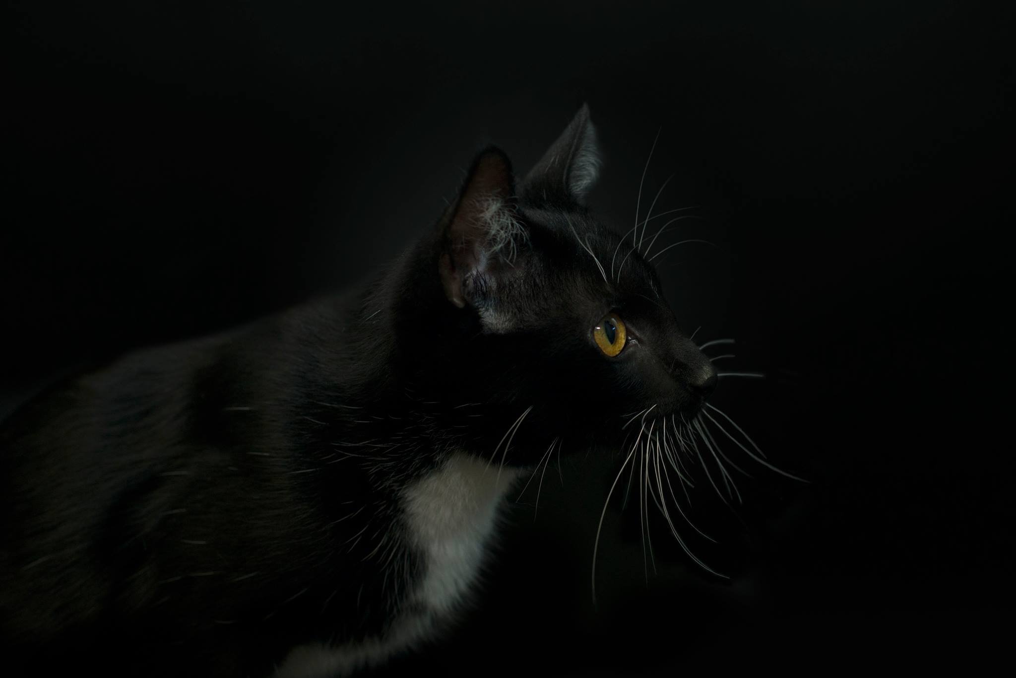 Черная кошка 11. Черная кошка в темной комнате. Кошка на темном фоне. Добрый кот на черном фоне. Чёрная кошка в чёрной комнате.