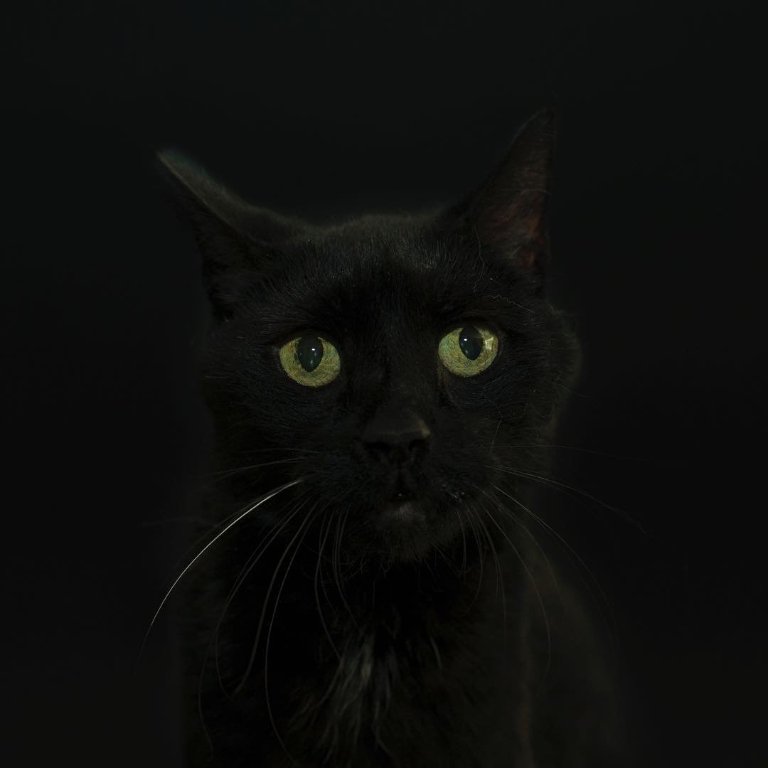 Черный пояснение. Испуганная черная кошка. Черная кошка в темной комнате. Чёрная кошка в чёрной комнате. Человеческие предрассудки черный кот.
