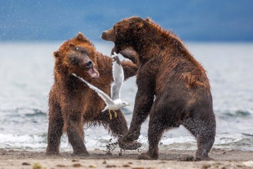 Разборки в медвежьей семье (9 фото)