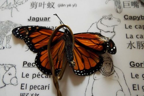 Красота, возвращенная бабочке (9 фото)