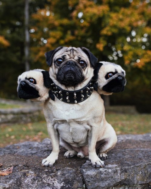 Идеальные трёхглавые костюмы для собак на Хэллоуин (22 фото)