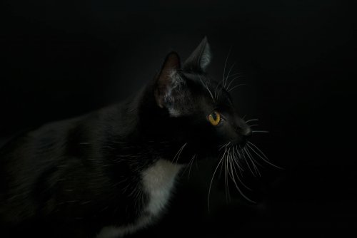 Фотограф сделала серию снимков, чтобы вдохновить людей брать из приютов чёрных кошек (17 фото)