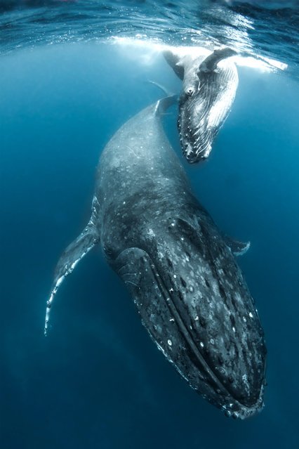 Плавание с китами (12 фото)