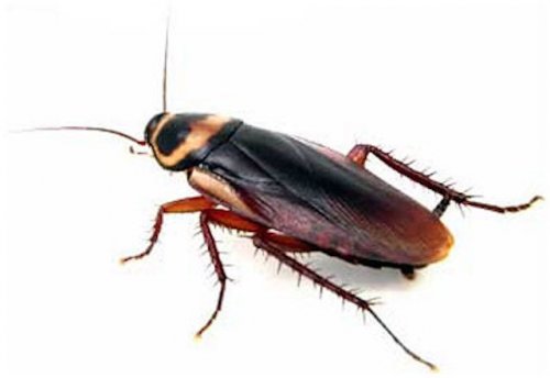 ТОП-9: Новые факты о тараканах, которые вы предпочли бы не знать