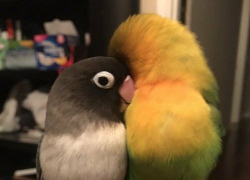 Нежная любовь попугаев-неразлучников (17 фото)