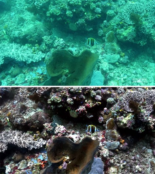 Учёные создали алгоритм, который устраняет искажение цвета на подводных фотографиях, и вот 8 примеров "до и после" (9 фото)