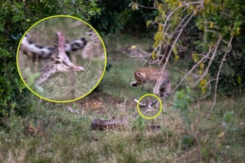Леопард оказался не по зубам питону (5 фото)