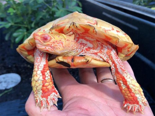 Черепахи-альбиносы похожи на маленьких драконов (17 фото)