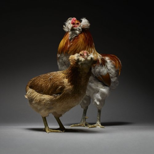 Влюблённые петухи и курицы в новом фотопроекте итальянских фотографов  (9 фото)