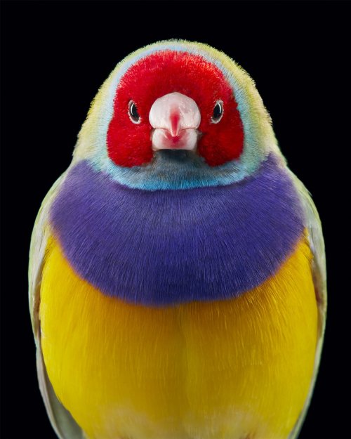 Красочные портреты необычных и исчезающих птиц в фотопроекте Тима Флэка (8 фото)