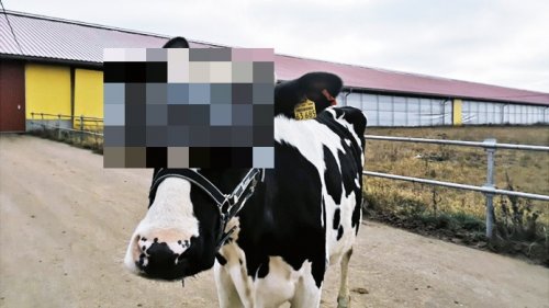 Виртуальная реальность на молочной ферме (2 фото)