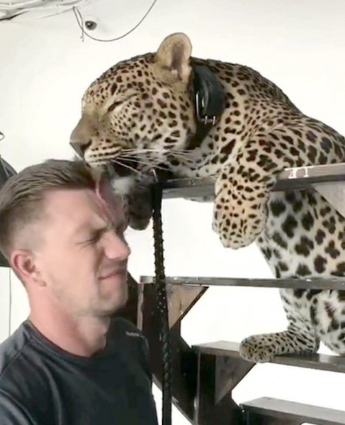 Нежная дружба между леопардом и дрессировщиком (12 фото)