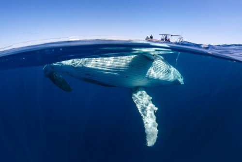 Плавание с китами (12 фото)