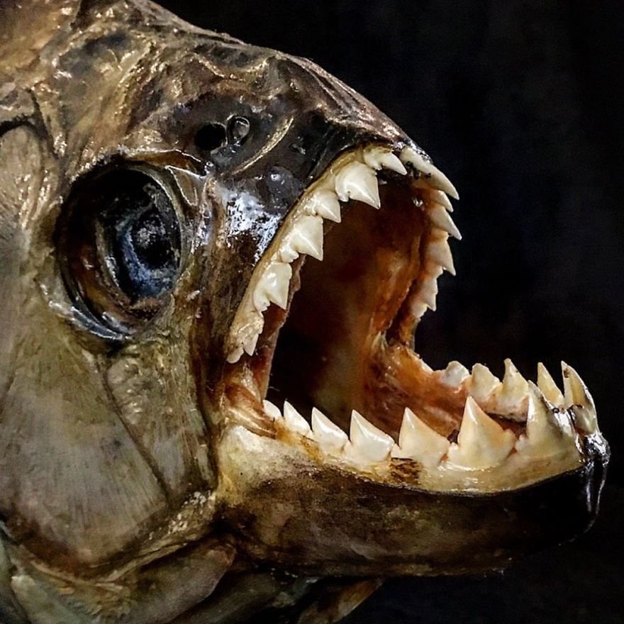 Самая страшная рыба в мире фото