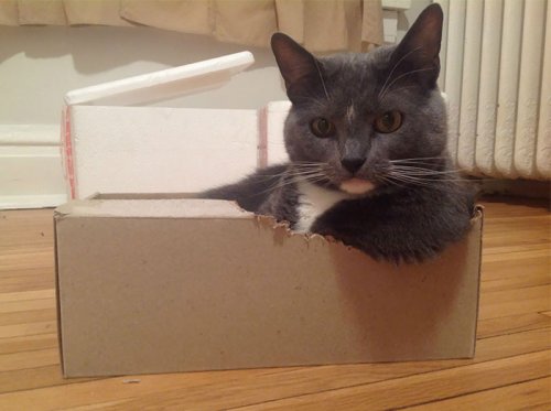 Почему кошки так любят сидеть в коробках (9 фото)
