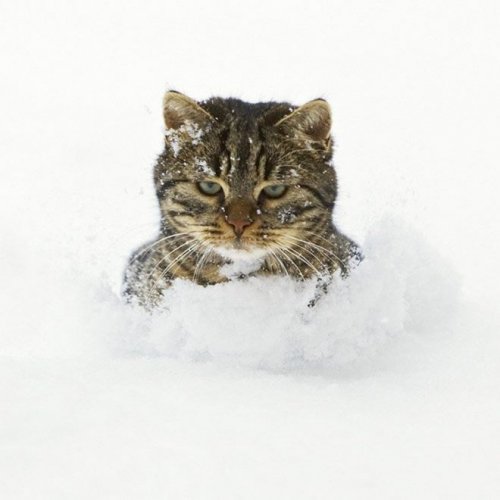 Фото кошек, удивленных первым снегом (25 фото)