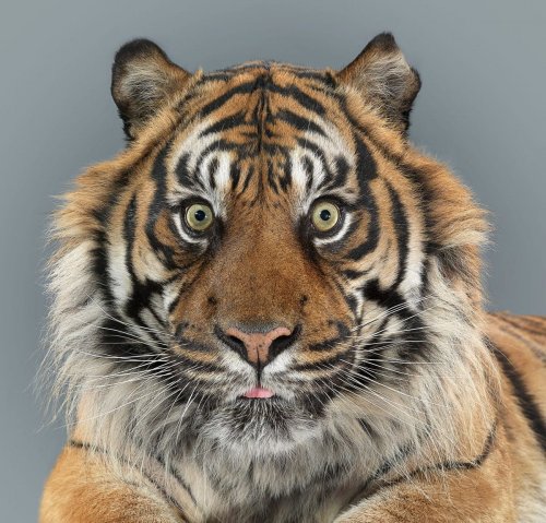 Характерные портреты больших диких кошек (11 фото)