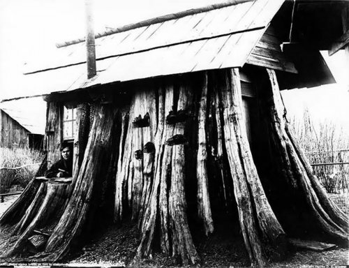 Гигантские пни-дома в Америке XIX века (12 фото)